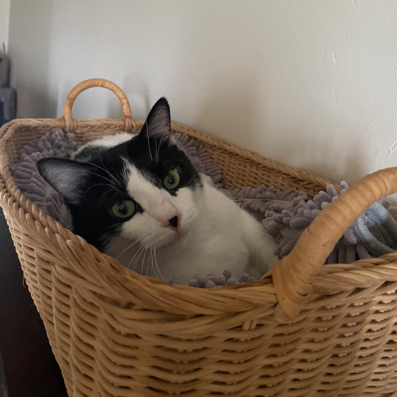 Enlarge Itsy – Quiet Companion, an adopted Domestic Short Hair in Tulsa, OK image 2/5