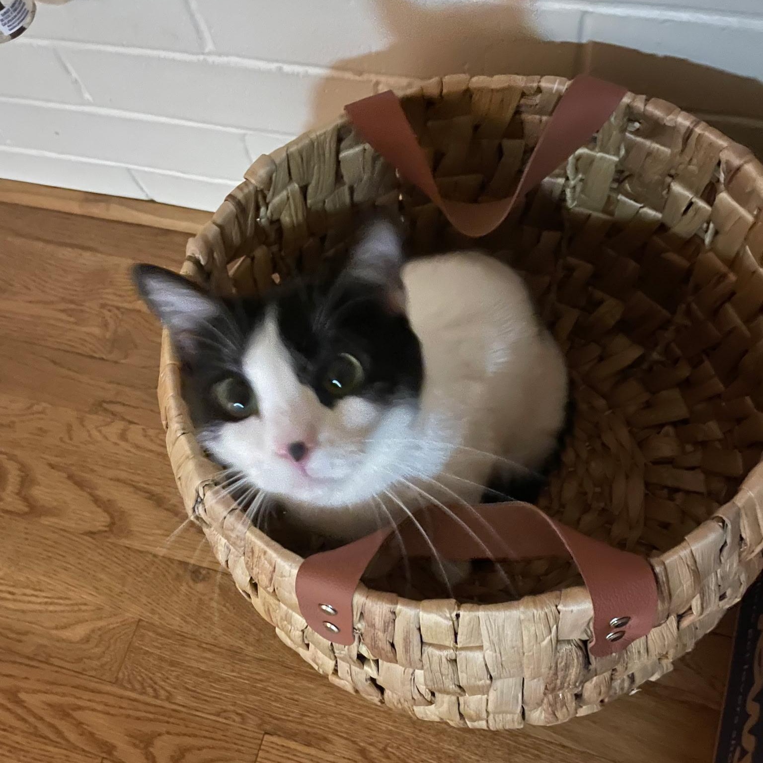 Enlarge Itsy – Quiet Companion, an adopted Domestic Short Hair in Tulsa, OK image 5/5