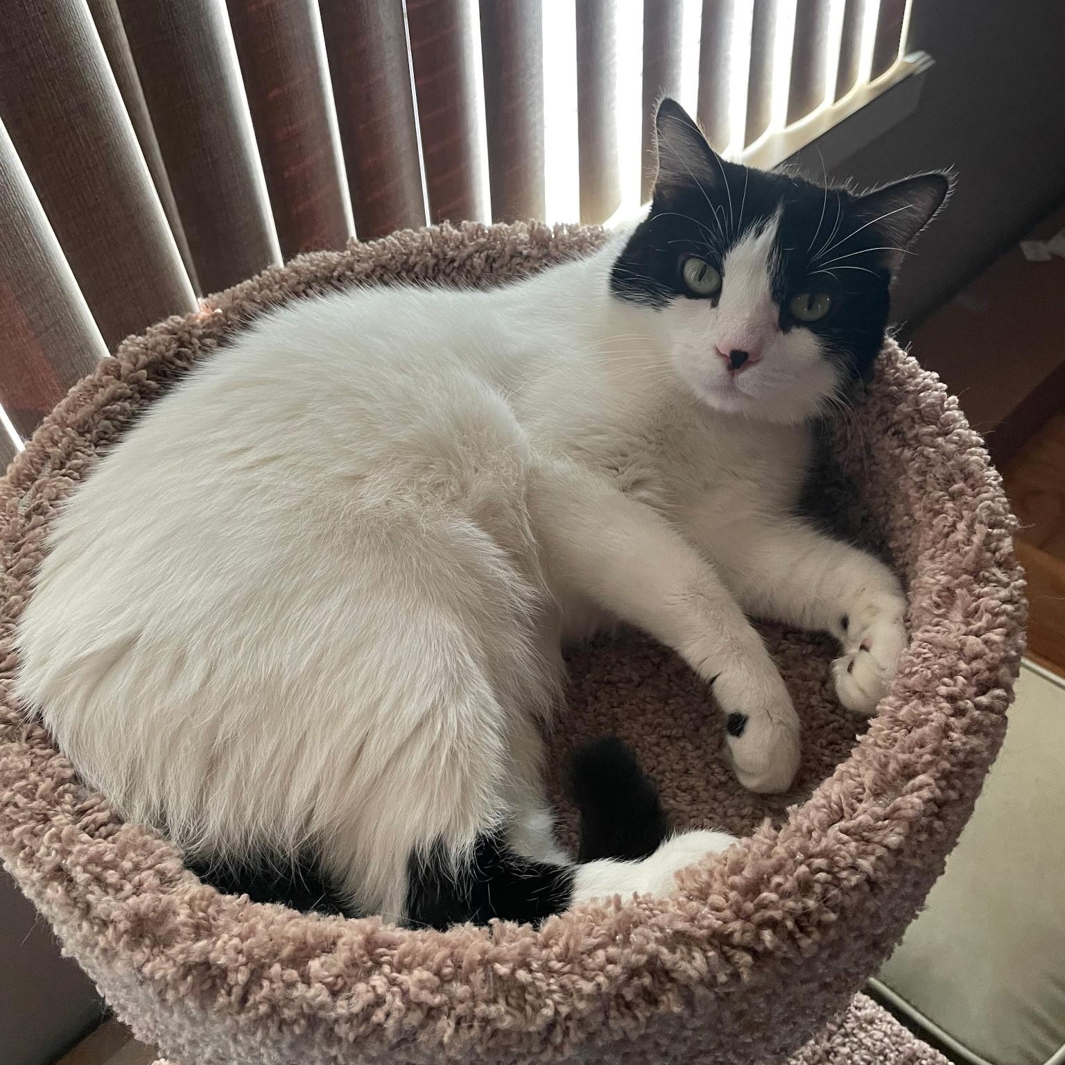 Enlarge Itsy – Quiet Companion, an adopted Domestic Short Hair in Tulsa, OK image 3/5