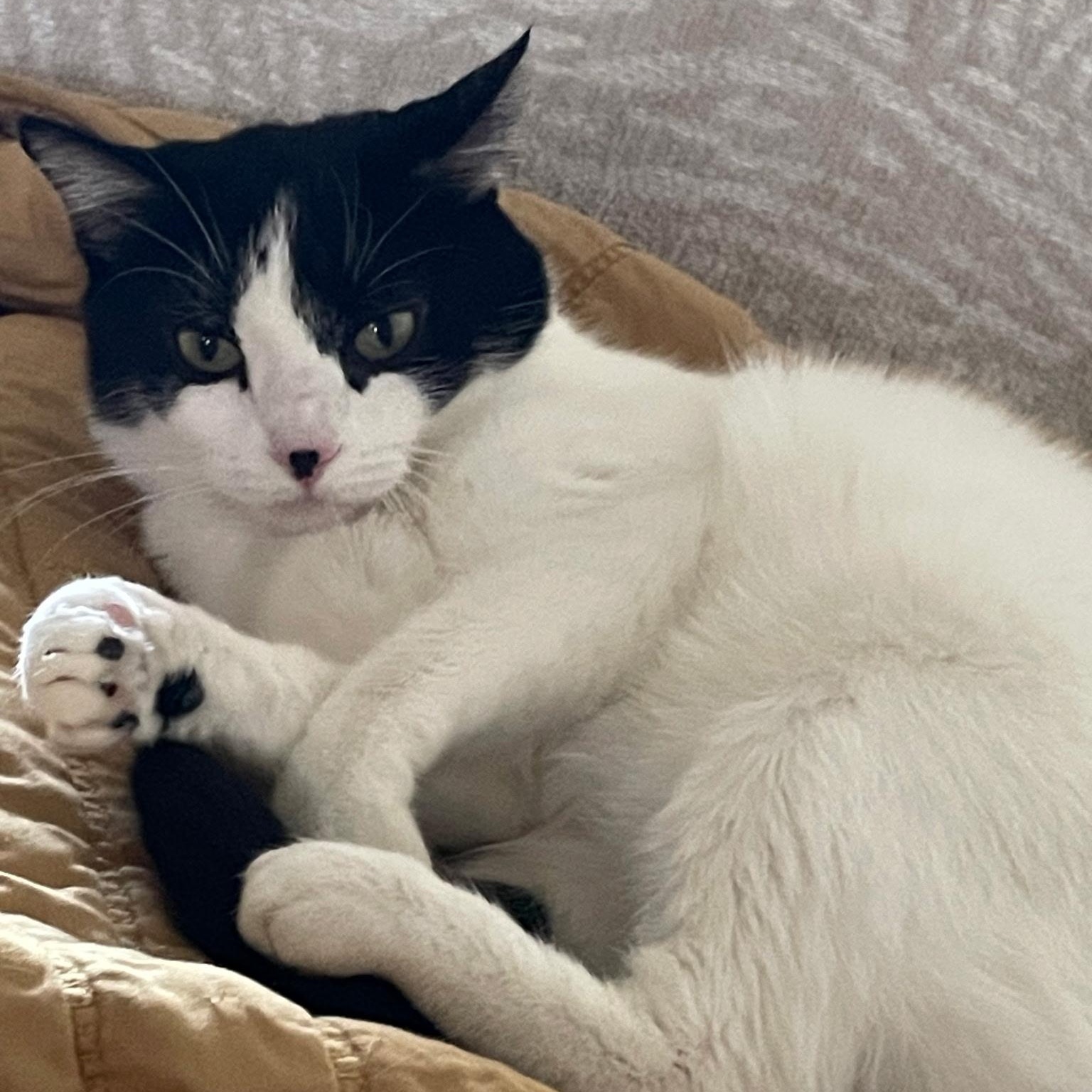 Enlarge Itsy – Quiet Companion, an adopted Domestic Short Hair in Tulsa, OK image 4/5