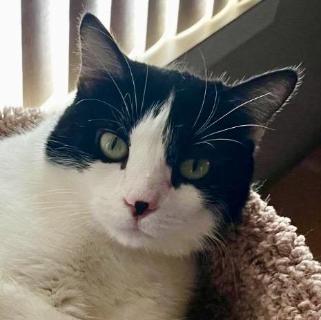 Enlarge Itsy – Quiet Companion, an adopted Domestic Short Hair in Tulsa, OK image 1/5