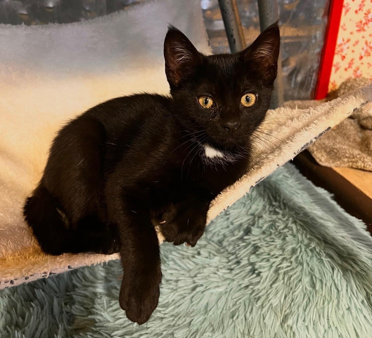 Sundae, Adoptable, Kitten Female Domestic Short Hair.