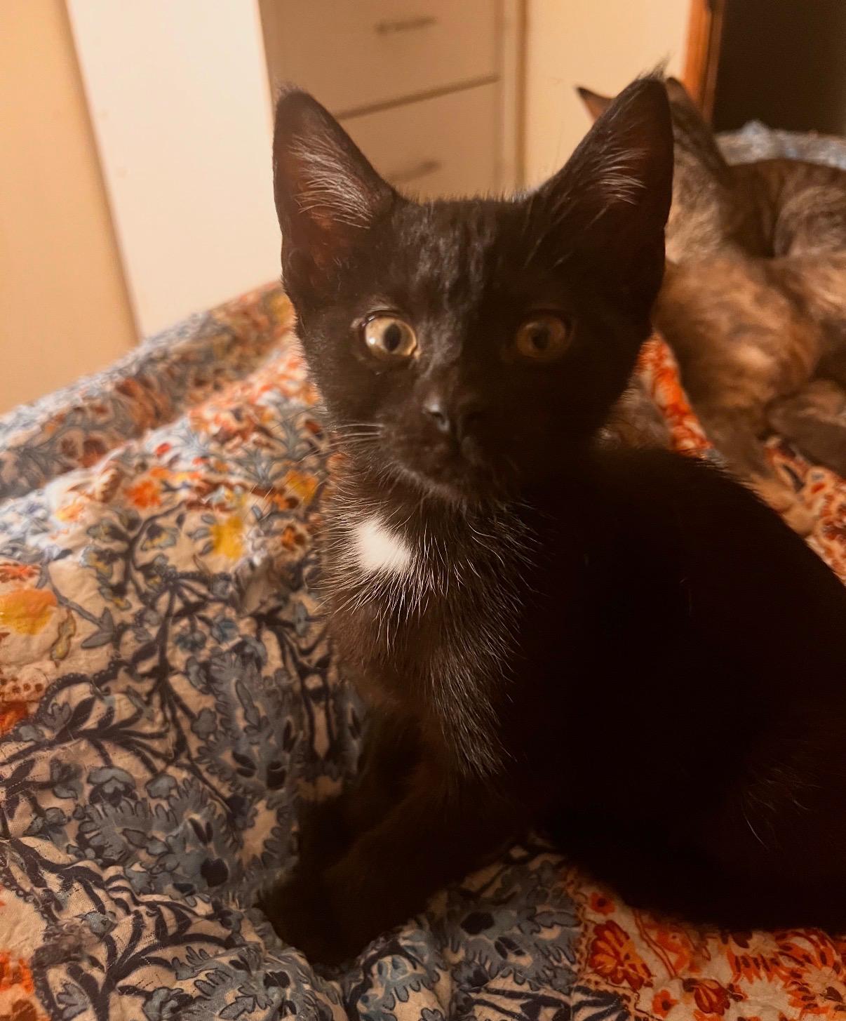 Enlarge Sundae, a Adoptable Domestic Short Hair in Johnson City, TN image 2/3