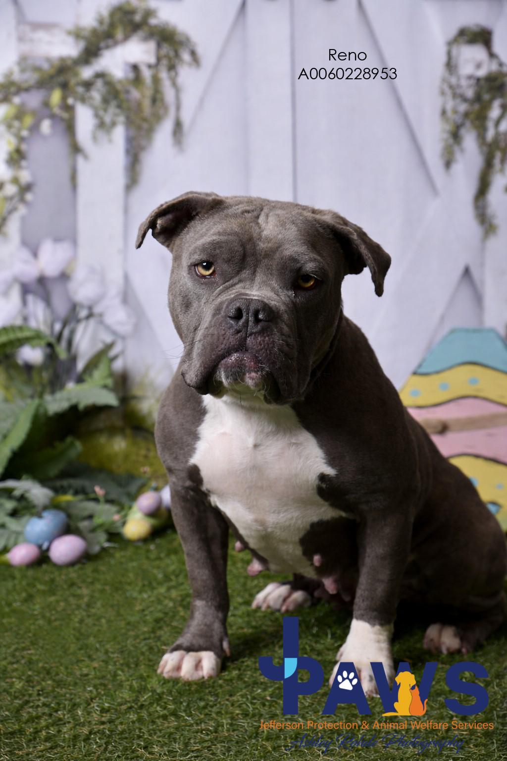 Enlarge Reno 60228953, a ADOPTABLE Bulldog in Harvey , LA image 2/3