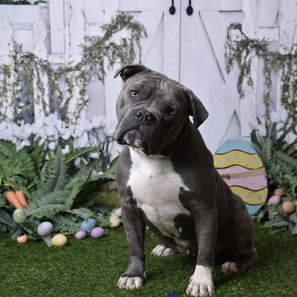 Reno 60228953, ADOPTABLE, Adult Female Bulldog.