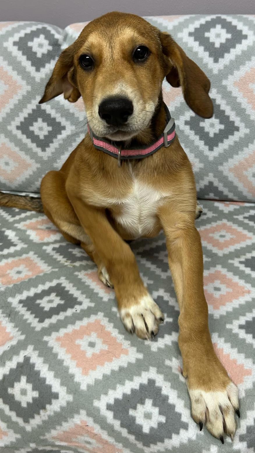 Ferris