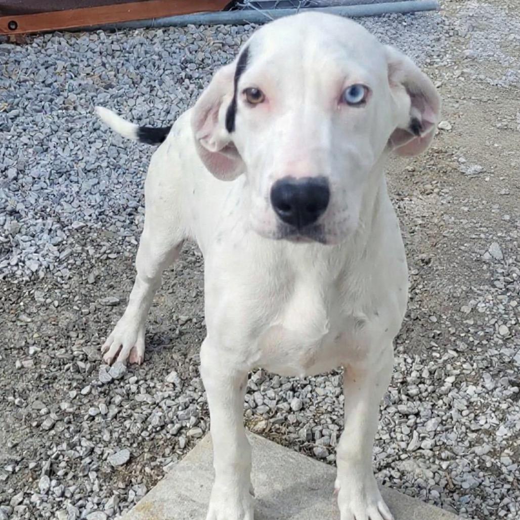 Enlarge Chip, a Adoptable mixed breed in Nashville, TN image 1/1