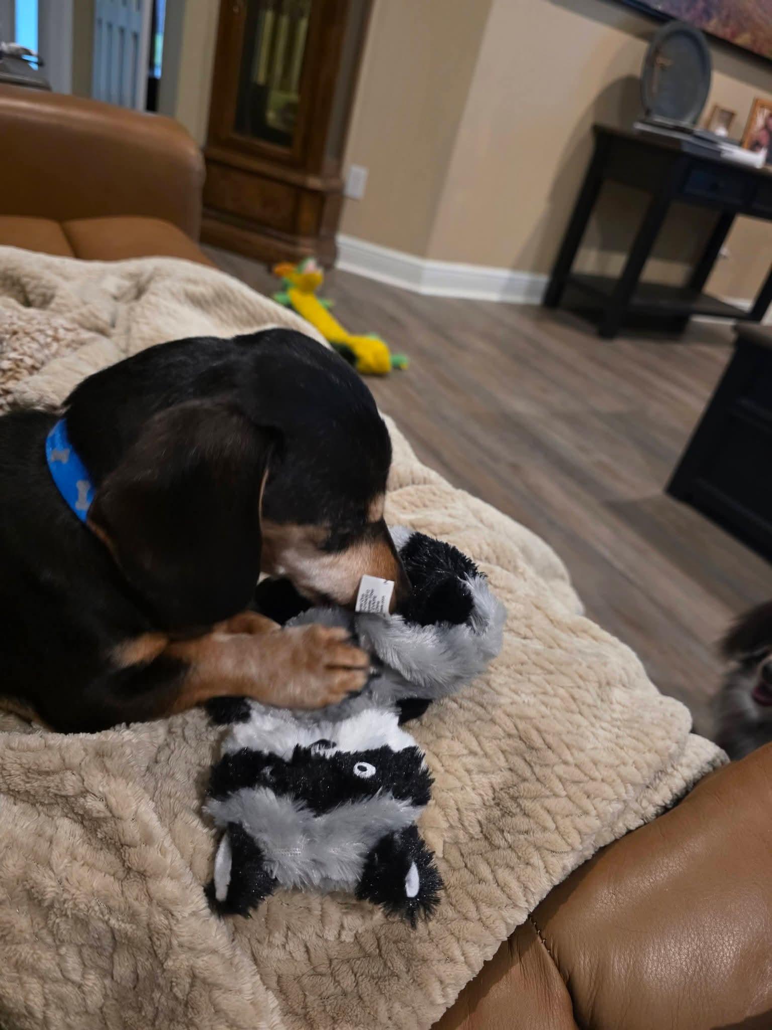 Enlarge Zorro, an adopted Dachshund in Fort Walton Beach, FL image 4/4