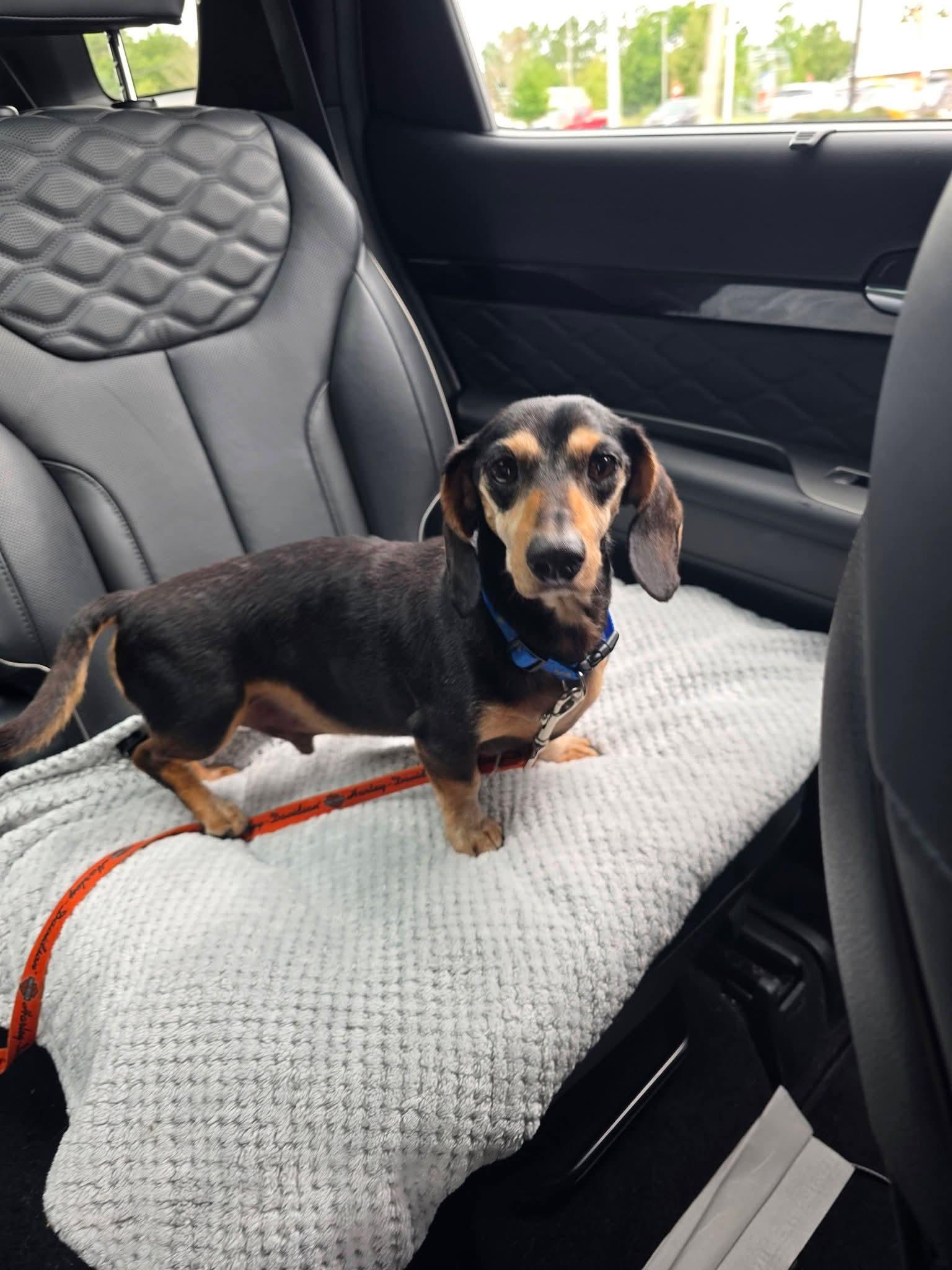 Enlarge Zorro, an adopted Dachshund in Fort Walton Beach, FL image 2/4