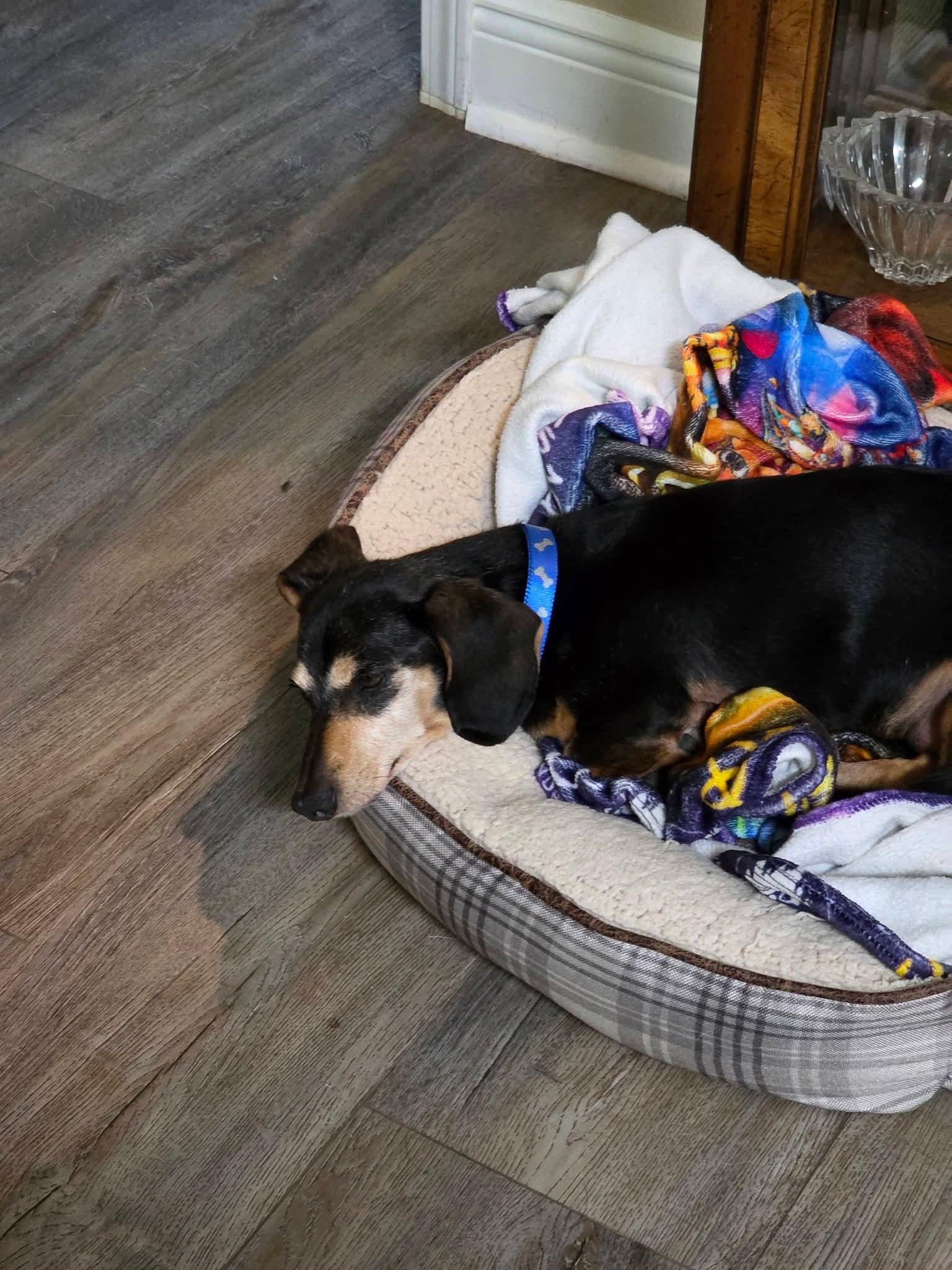 Enlarge Zorro, an adopted Dachshund in Fort Walton Beach, FL image 3/4