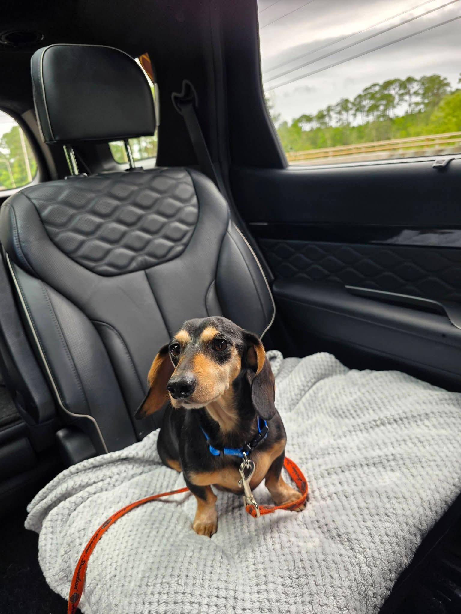 Zorro, adopted, Adult Male Dachshund.