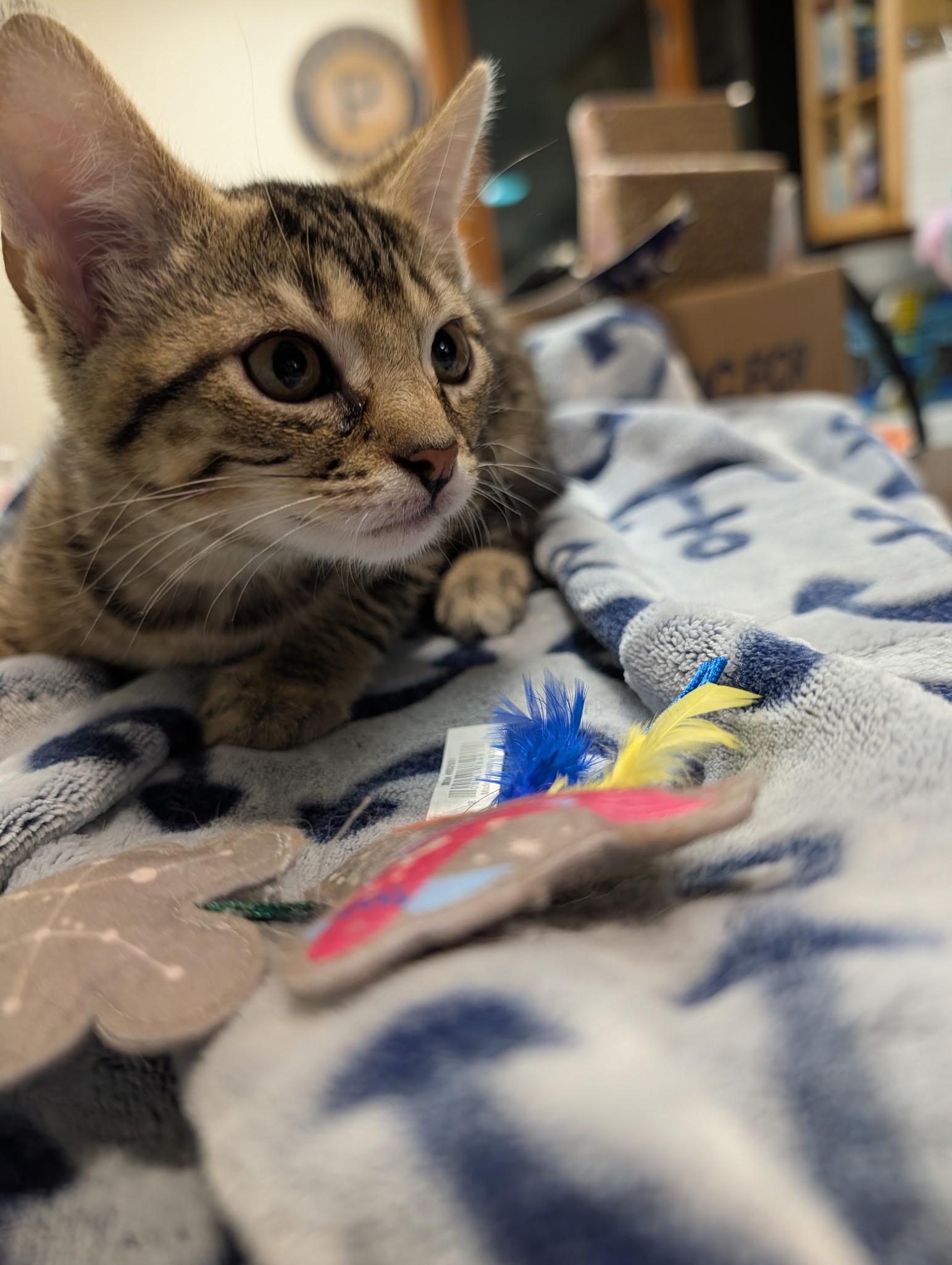 Rootbeer, a ADOPTABLE Domestic Short Hair in Allison Park, PA image 2/2
