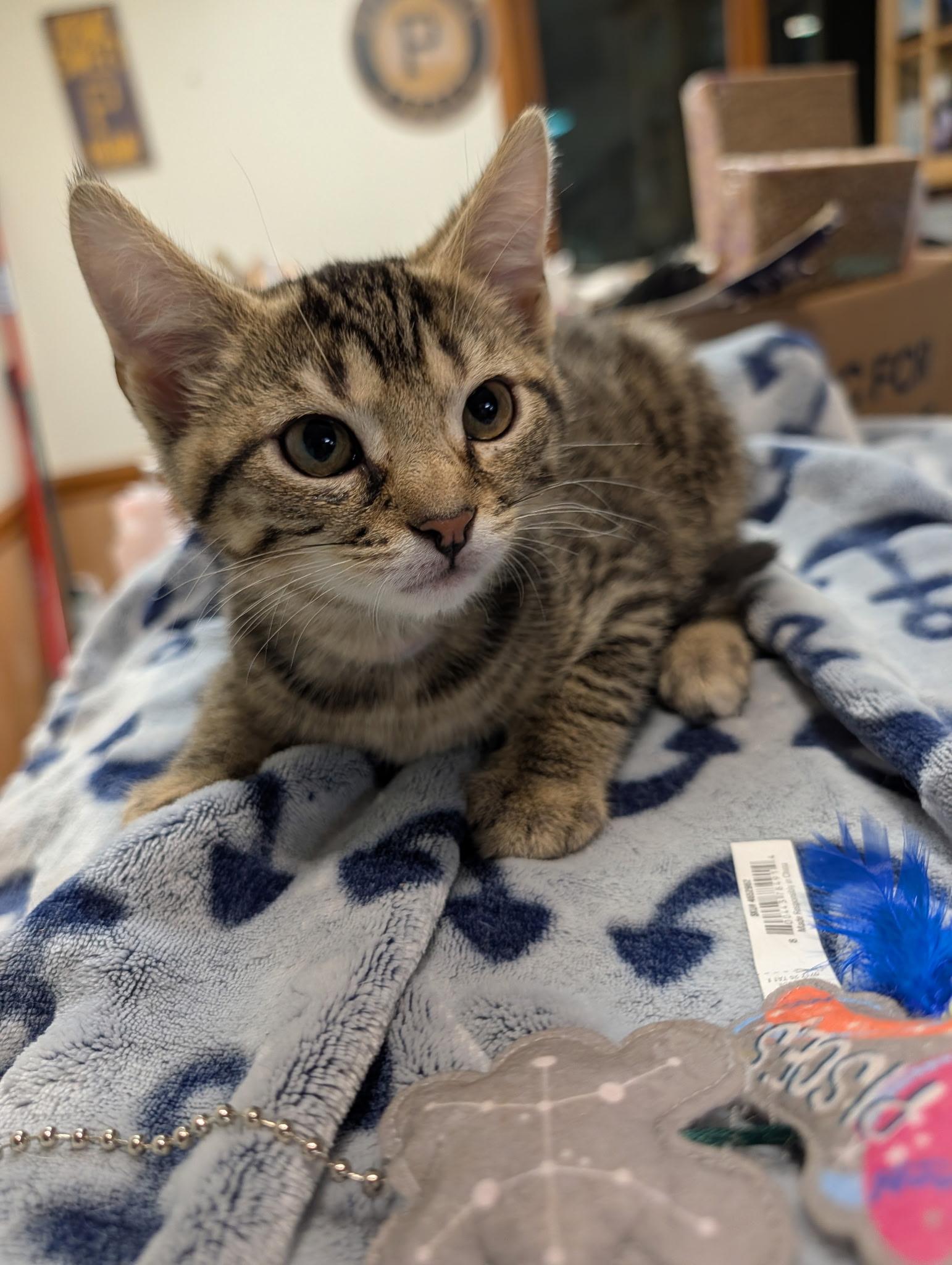 Rootbeer, a ADOPTABLE Domestic Short Hair in Allison Park, PA image 1/2