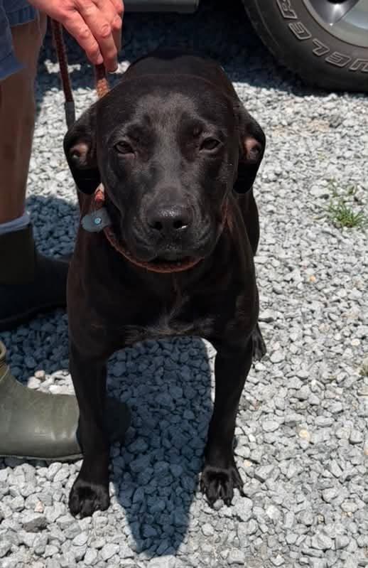 Enlarge Mama, a ADOPTABLE mixed breed in Sheboygan, WI image 2/4