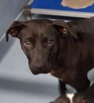 Enlarge Mama, a ADOPTABLE mixed breed in Sheboygan, WI image 4/4