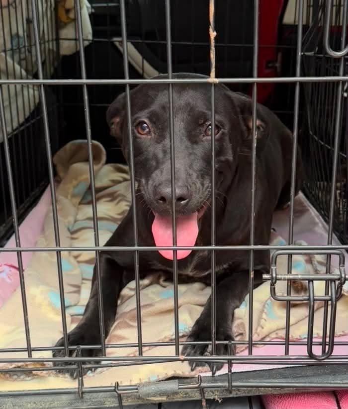 Enlarge Mama, a ADOPTABLE mixed breed in Sheboygan, WI image 1/4