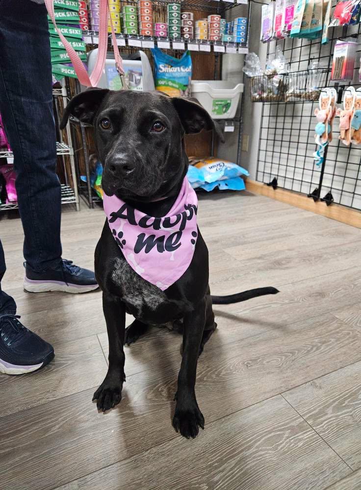 Mama, Adoptable, Adult Female Black Labrador Retriever.