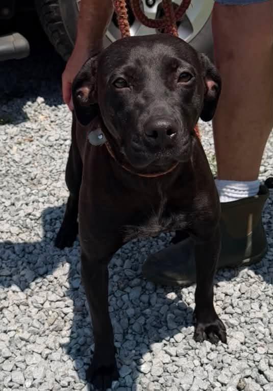 Enlarge Mama, a ADOPTABLE mixed breed in Sheboygan, WI image 3/4