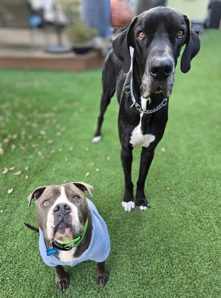 Phoenix, Adoptable, Senior Male Pit Bull Terrier.