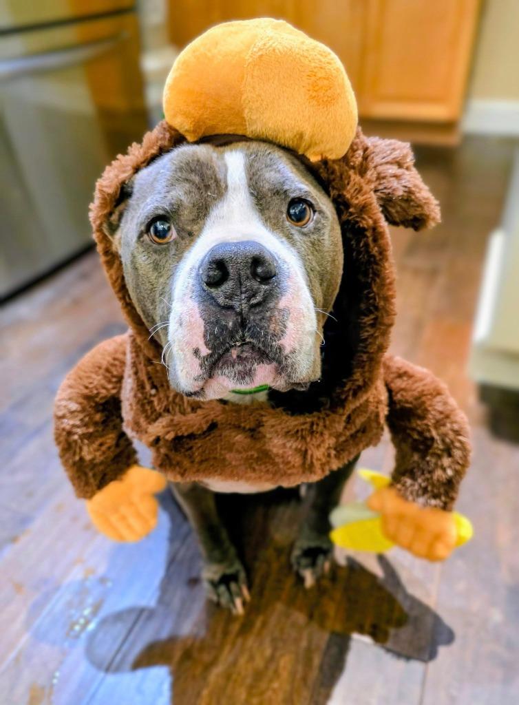 Enlarge Phoenix, a Adoptable Pit Bull Terrier in El Cajon, CA image 1/6