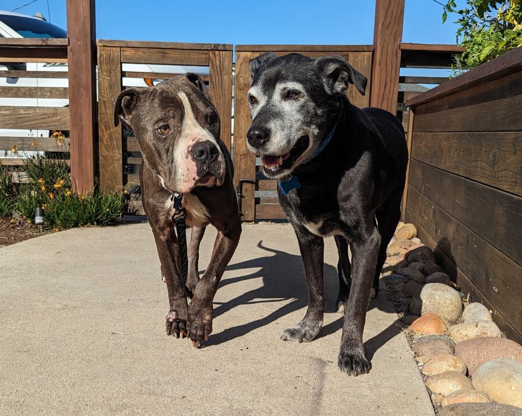 Enlarge Phoenix, a Adoptable Pit Bull Terrier in El Cajon, CA image 2/6