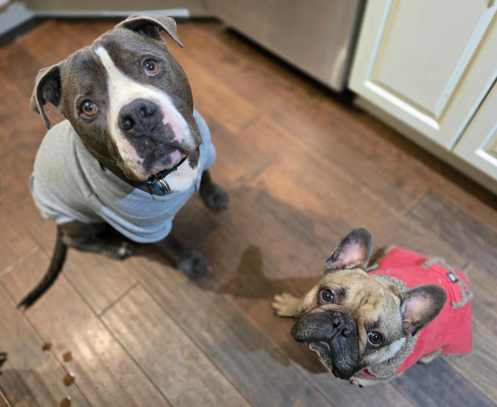 Phoenix, a Adoptable Pit Bull Terrier image 3/6