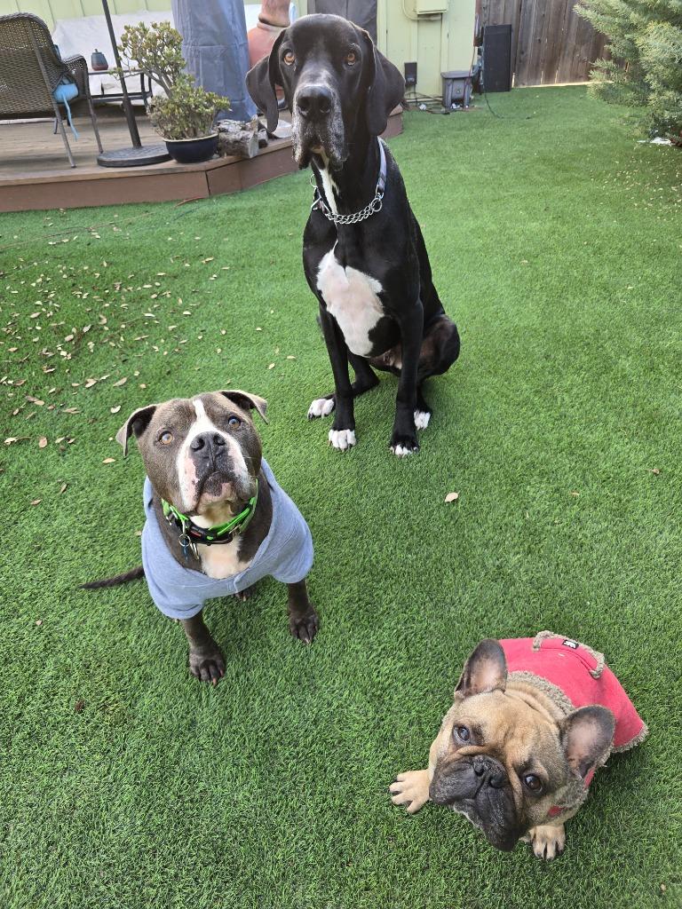 Enlarge Phoenix, a Adoptable Pit Bull Terrier in El Cajon, CA image 4/6