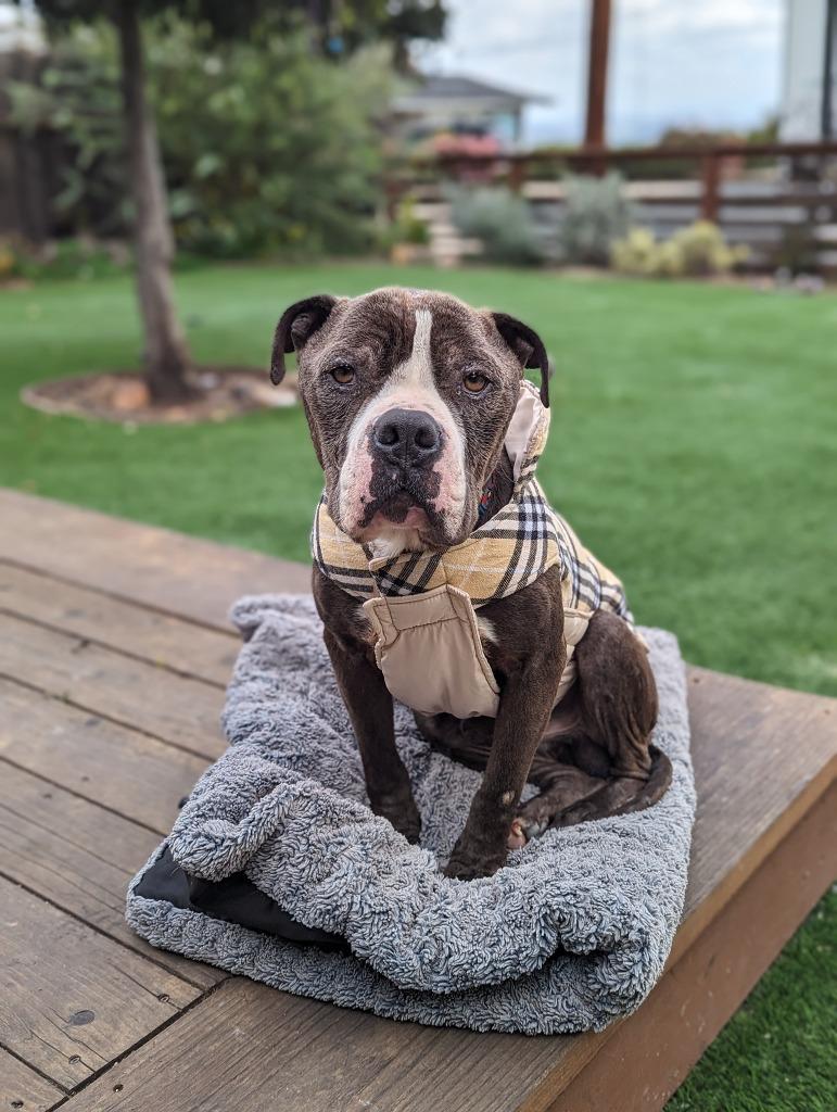 Enlarge Phoenix, a Adoptable Pit Bull Terrier in El Cajon, CA image 5/6