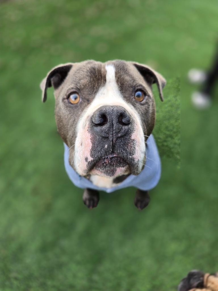 Enlarge Phoenix, a Adoptable Pit Bull Terrier in El Cajon, CA image 6/6