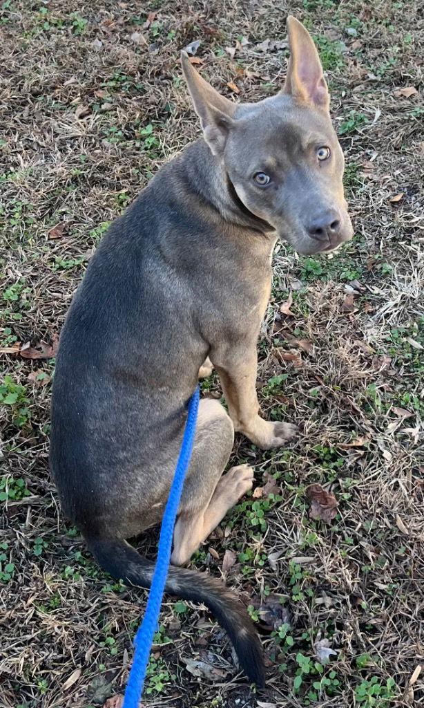 25-725 Caramel, Adoptable, Adult Female Shepherd.