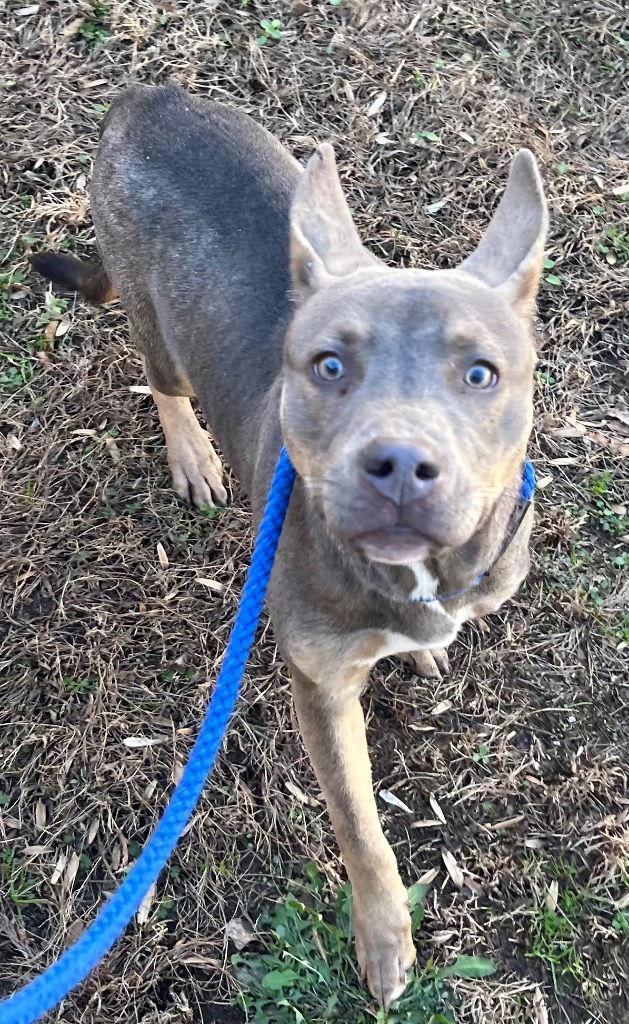 Enlarge 25-725 Caramel, a Adoptable Shepherd in Tarboro, NC image 2/2