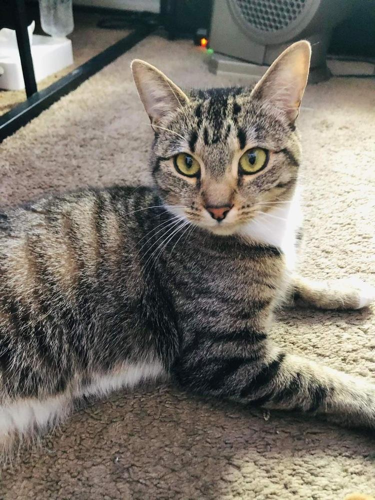 TESSA, Adoptable, Adult Female Domestic Short Hair & Tabby.