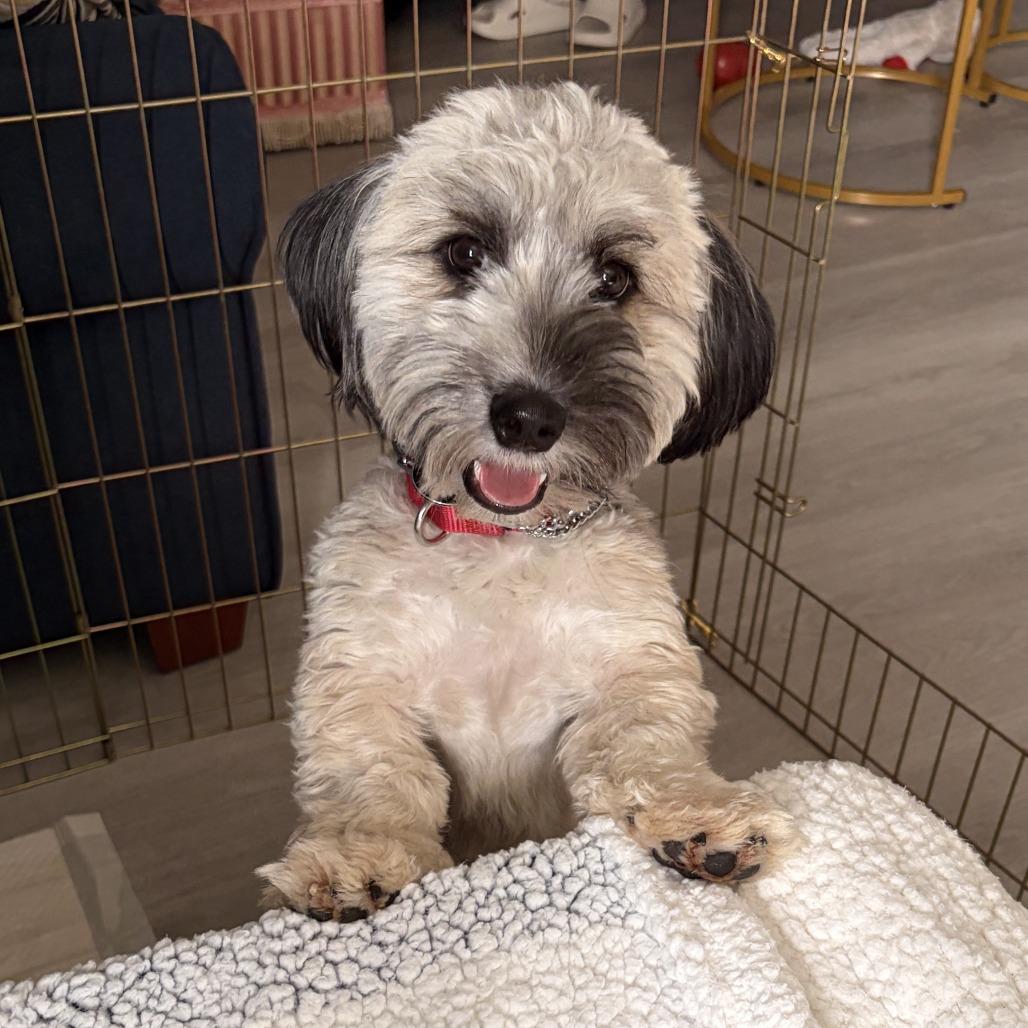 Elm, a Adoptable mixed breed in Brooklyn, NY image 2/6
