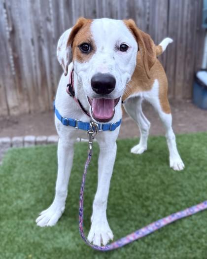 Ravi, Adoptable, Young Male Hound & Mixed Breed.