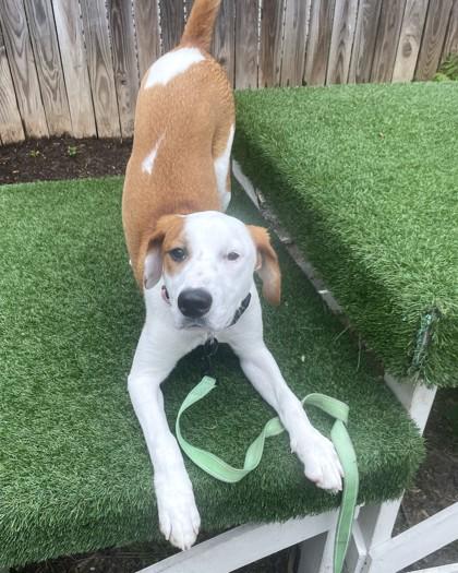 Enlarge Ravi, a Adoptable mixed breed in Washington, DC image 2/3