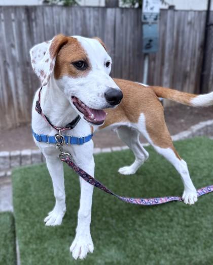 Enlarge Ravi, a Adoptable mixed breed in Washington, DC image 3/3