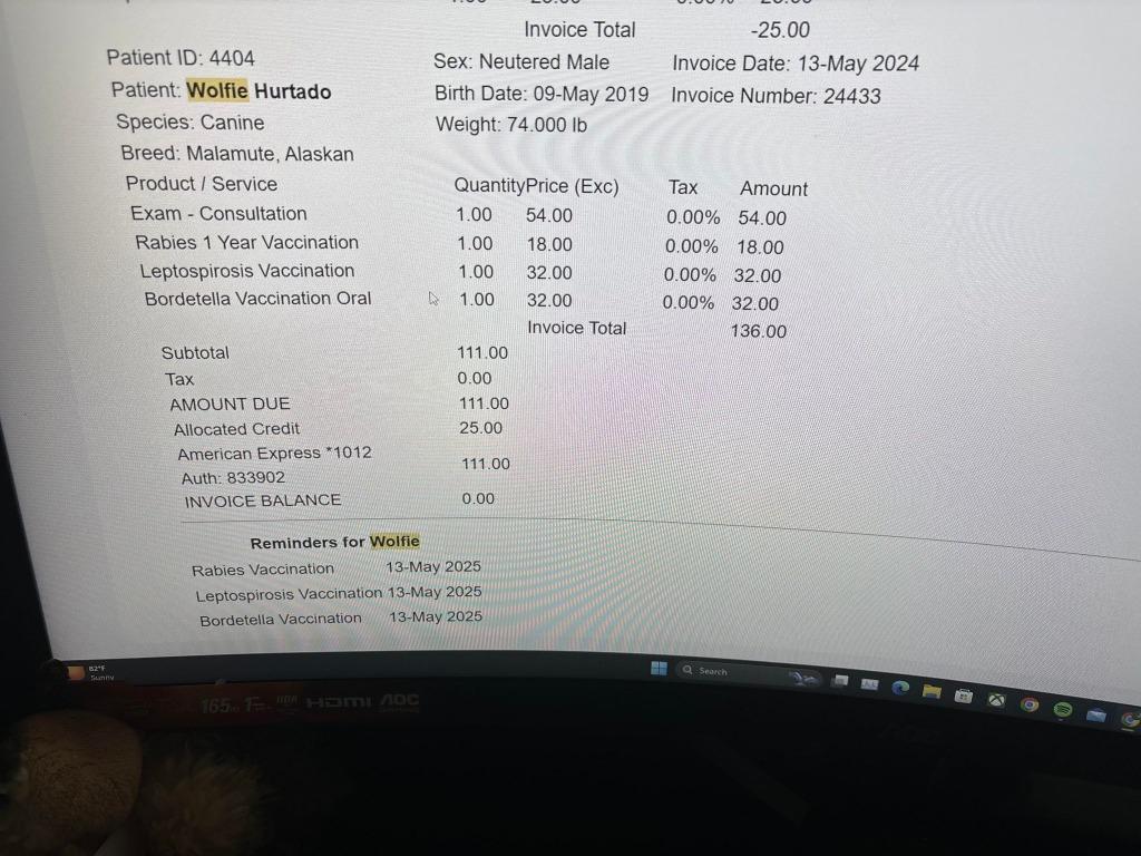 Wolfie, Adoptable, Adult Male Alaskan Malamute & Husky.