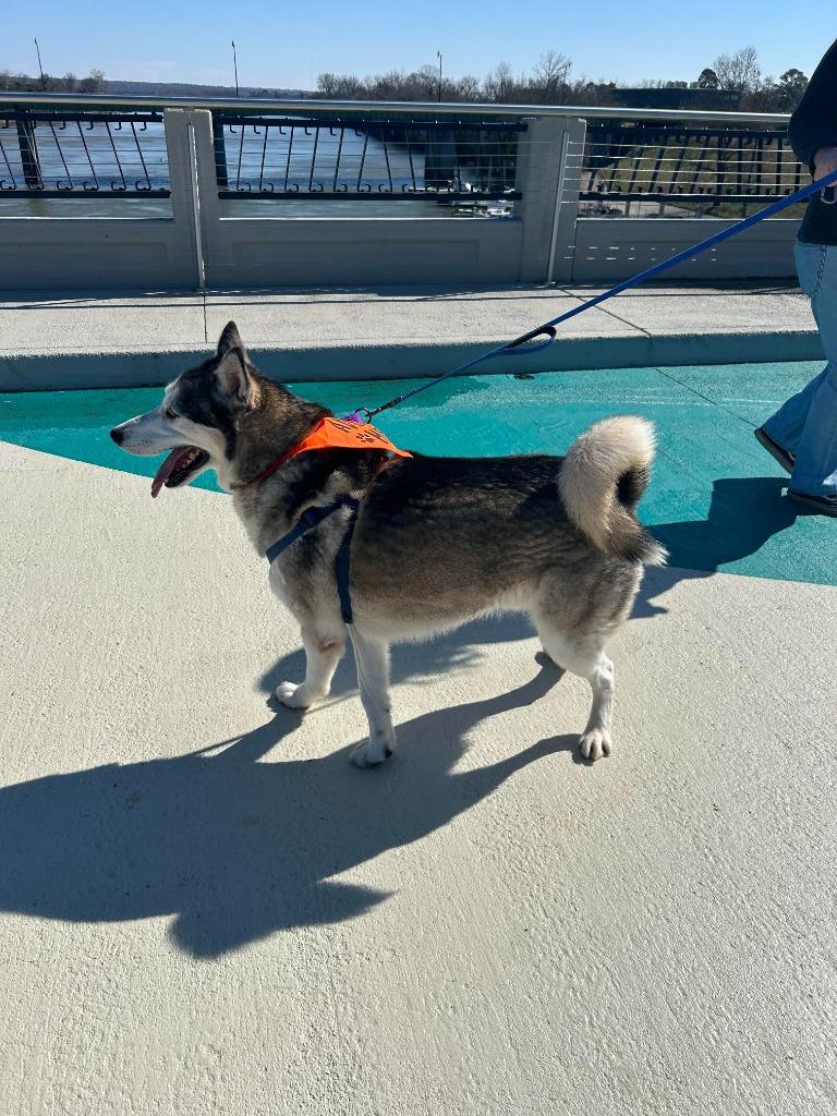 Wolfie, a Adoptable mixed breed in Augusta, GA image 3/6