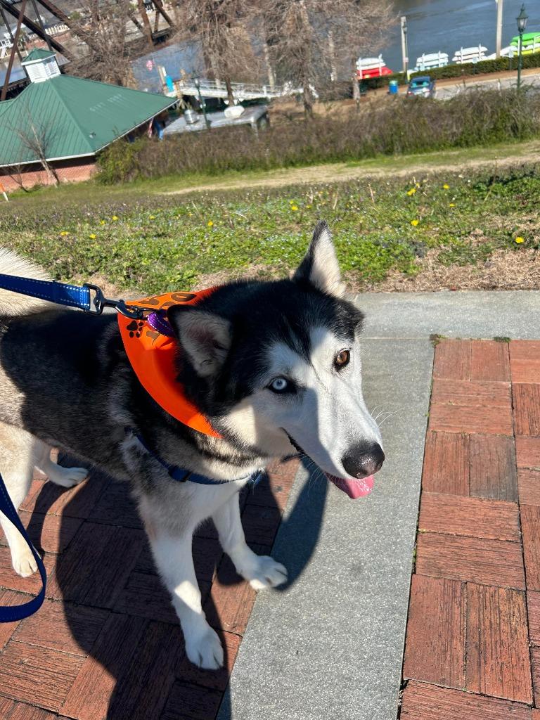 Wolfie, Adoptable, Adult Male Alaskan Malamute & Husky.