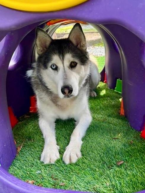 Enlarge Wolfie, a Adoptable mixed breed in Augusta, GA image 5/6