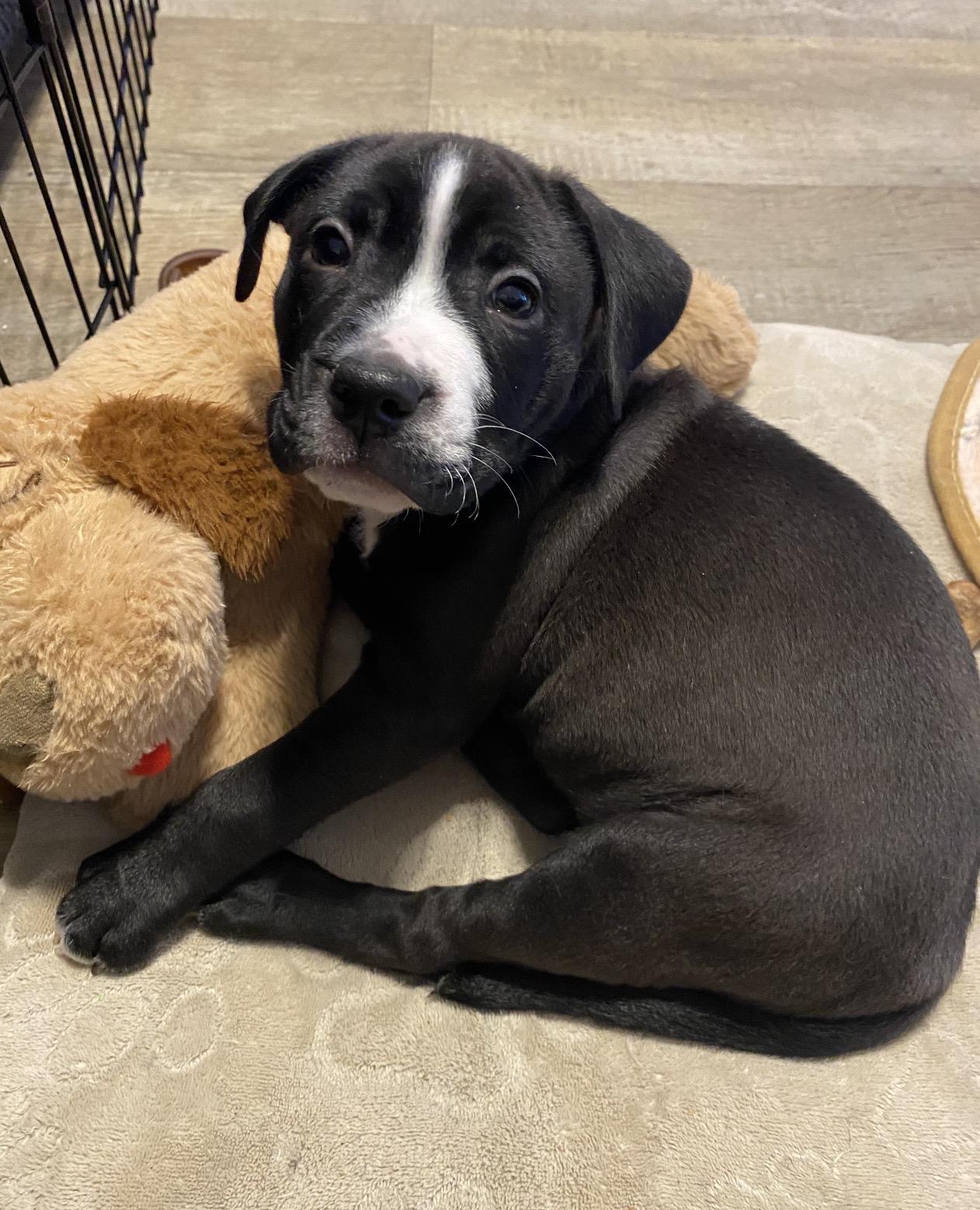 Breezy, ADOPTABLE, Young Male Pit Bull Terrier.