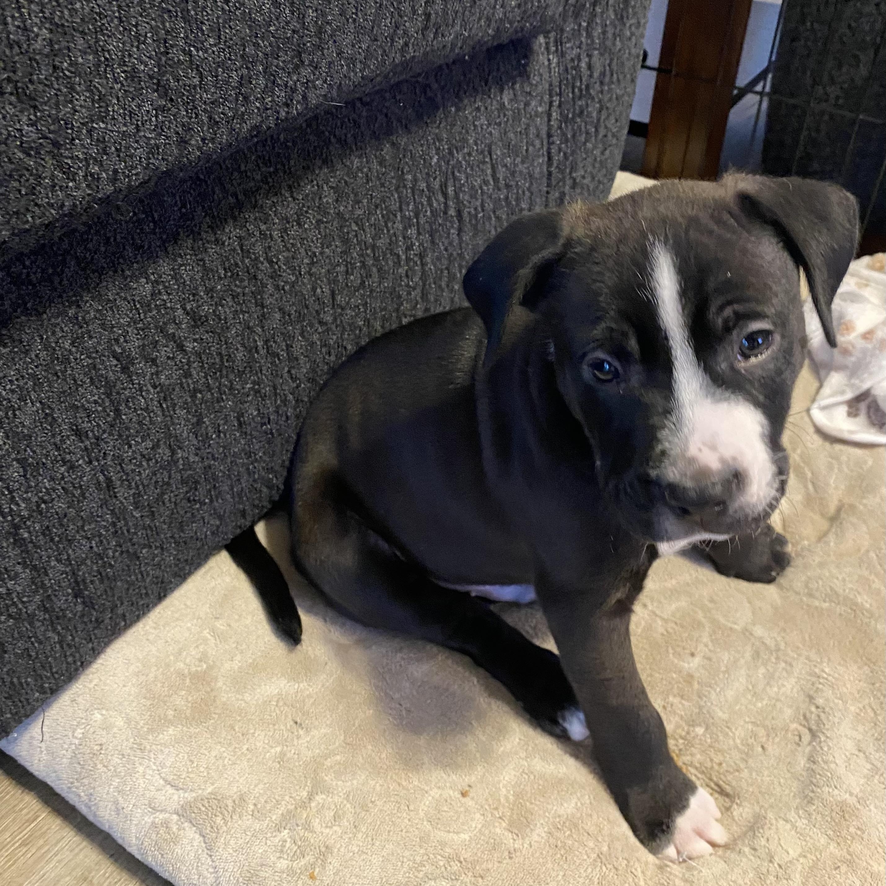 Enlarge Breezy, a ADOPTABLE mixed breed in Calabash, NC image 2/2