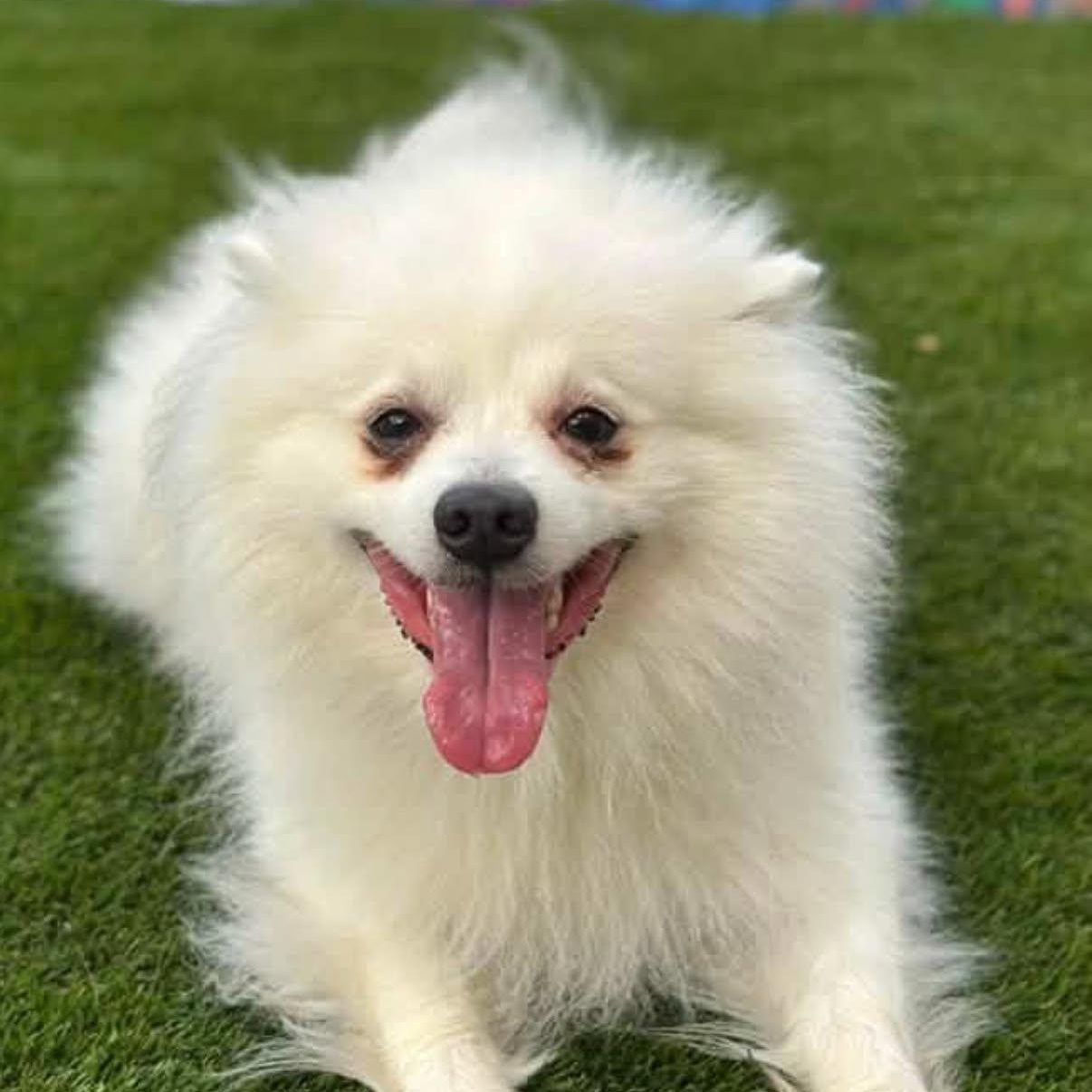 Enlarge Cloud, a Adoptable mixed breed in Warren, OH image 1/2