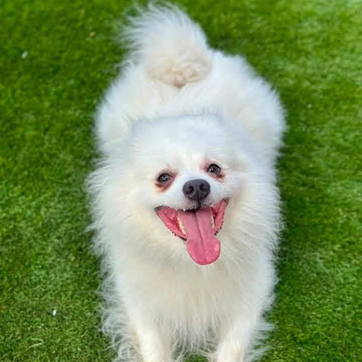 Enlarge Cloud, a Adoptable mixed breed in Warren, OH image 2/2