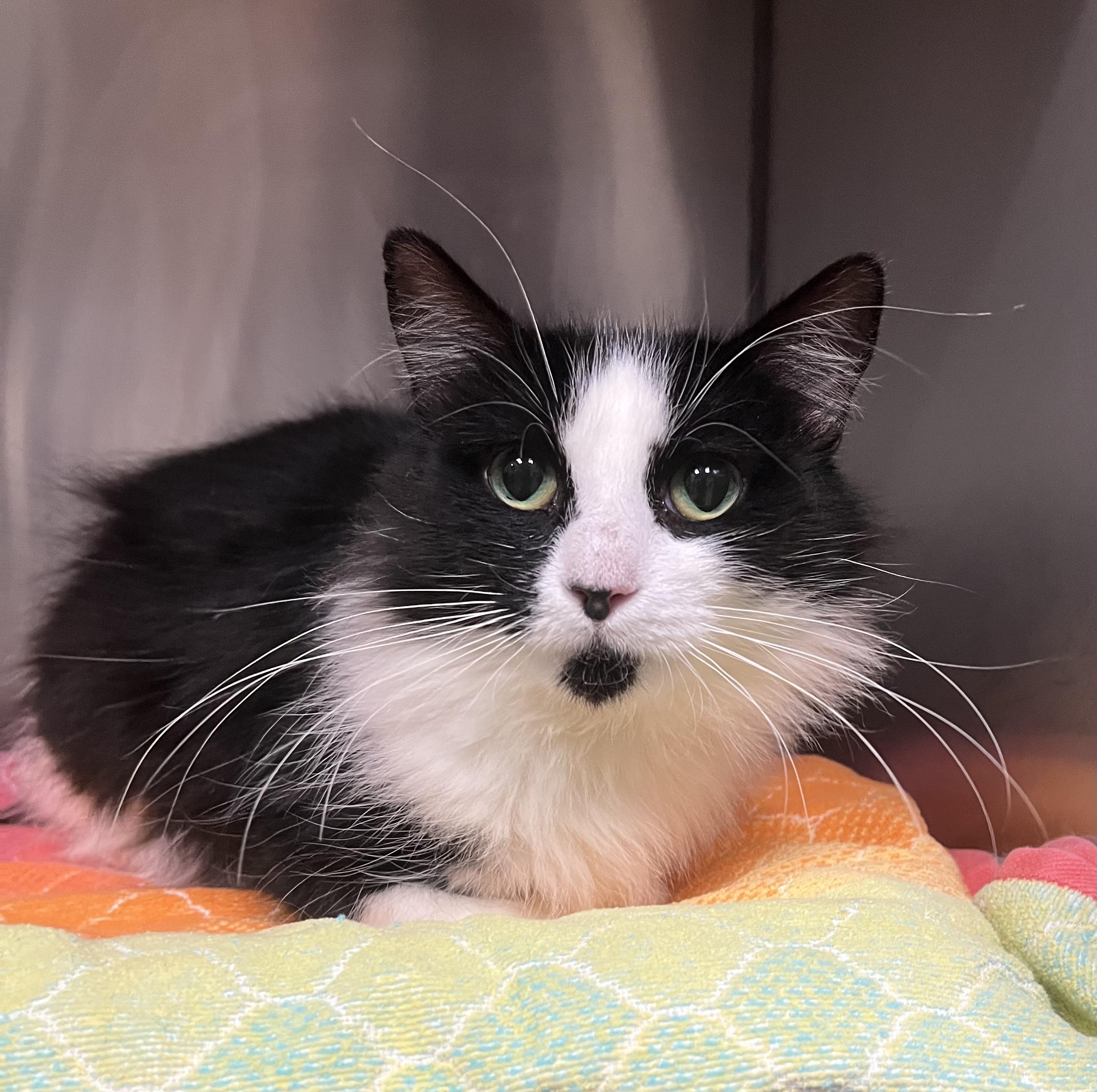 Enlarge Gigi, an adopted Domestic Long Hair in Johnston, RI image 4/6