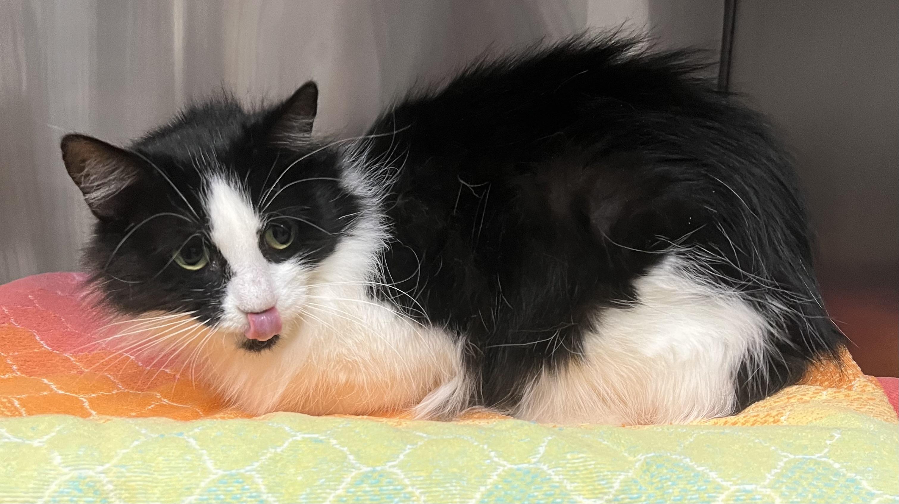 Enlarge Gigi, an adopted Domestic Long Hair in Johnston, RI image 6/6