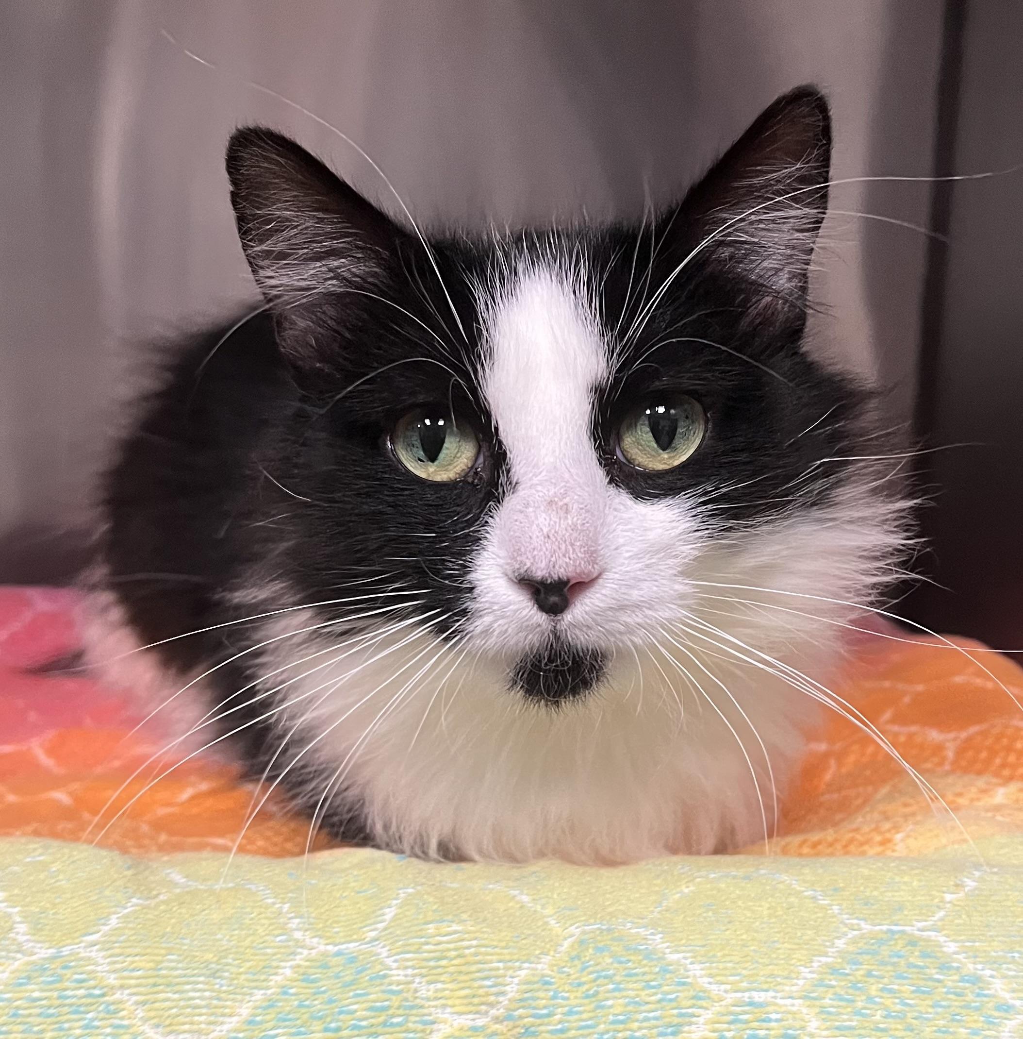 Gigi, adopted, Young Female Domestic Long Hair.