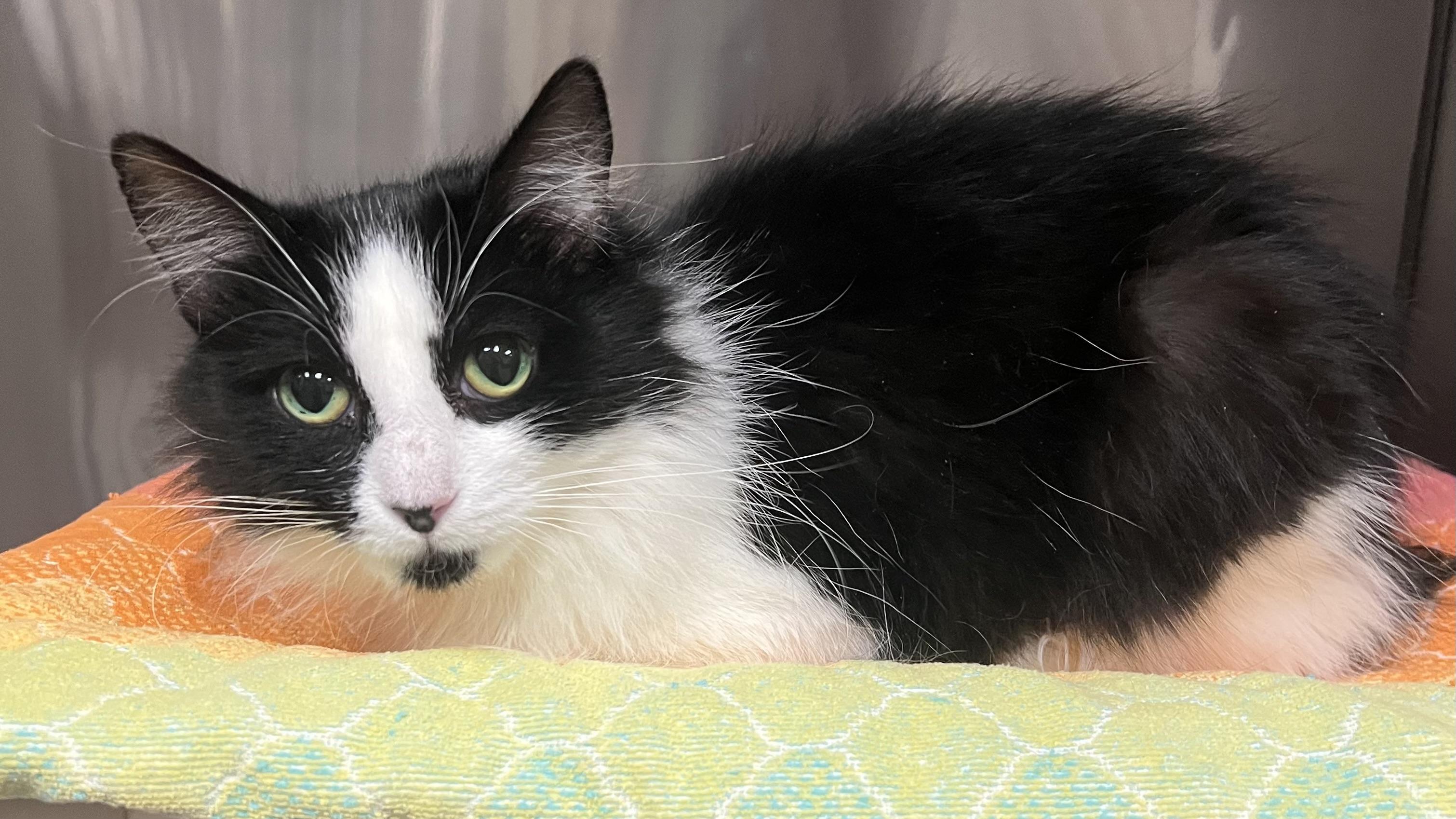 Enlarge Gigi, an adopted Domestic Long Hair in Johnston, RI image 2/6