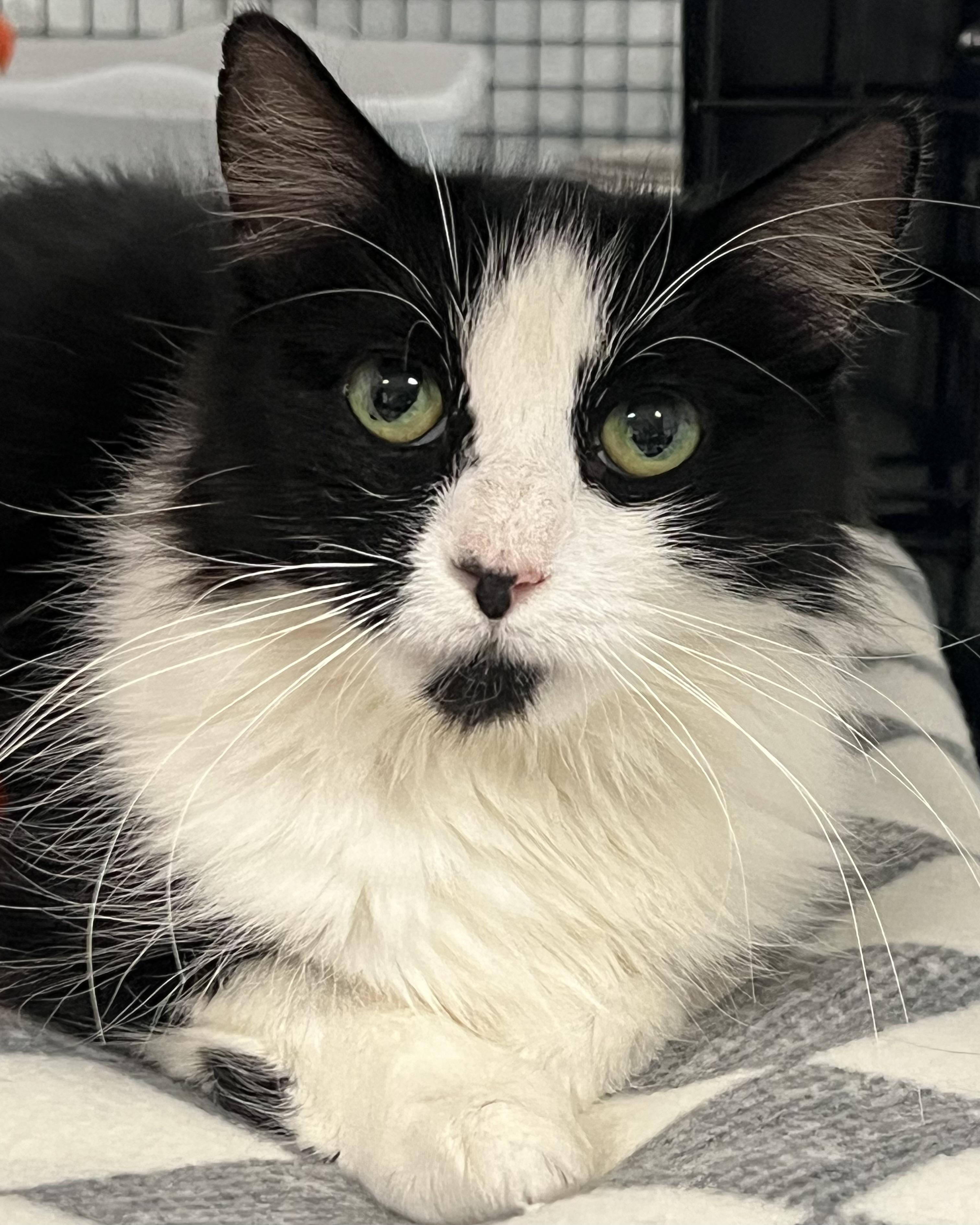 Enlarge Gigi, an adopted Domestic Long Hair in Johnston, RI image 3/6