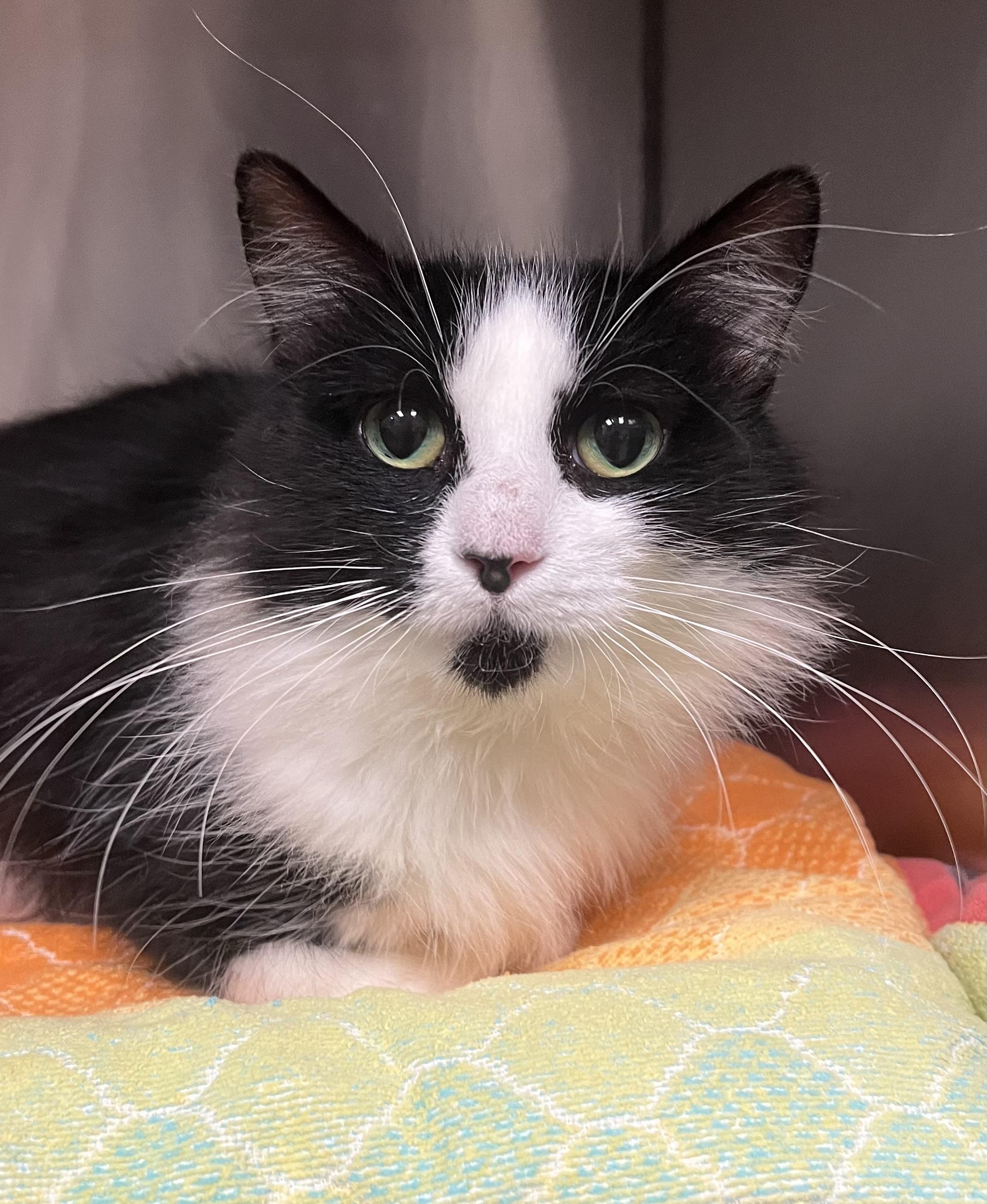 Enlarge Gigi, an adopted Domestic Long Hair in Johnston, RI image 5/6